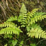 1200px-Cystopteris_fragilis_kz1