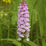 1200px-Dactylorhiza_maculata_LC0233