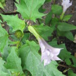 1200px-Datura_stramonium_2_(2005_07_07)