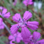 1200px-Dianthus_glacialis2