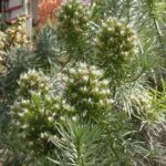 1200px-Echium_aculeatum