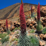 Hadinec wildpretův 1200px-Echium_wildpretii_LC0204