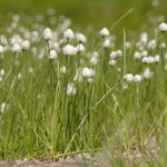 1200px-Eriophorum_scheuchzeri_Switzerland