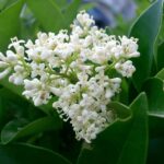 1200px-Ligustrum_japonicum_04