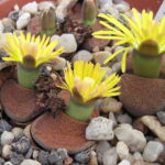 1200px-Lithops_lesliei_ssp._lesliei_v._mariae_Cole_141_01