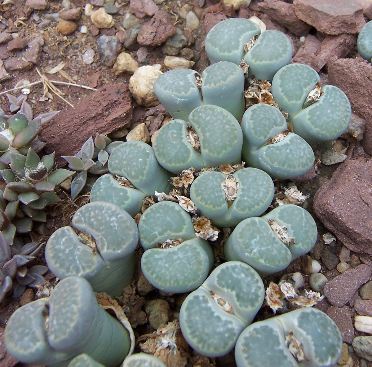 Lithops salicola
