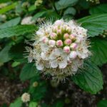 1200px-Physocarpus_intermedius