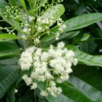 1200px-Pimenta_dioica,_flowers