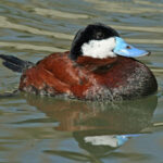 1200px-Ruddy_Duck_(Oxyura_jamaicensis)_RWD2