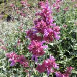 1200px-Salvia_canariensis_kz4