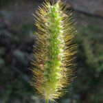 1200px-Setaria_pumila_20141024