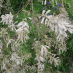 1200px-Tamarix_canariensis