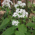 1200px-Vaste_Judaspenning_plant_Lunaria_rediviva