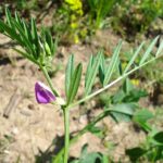 1200px-Vicia_angustifolia_W