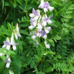 1200px-Vicia_sylvatica
