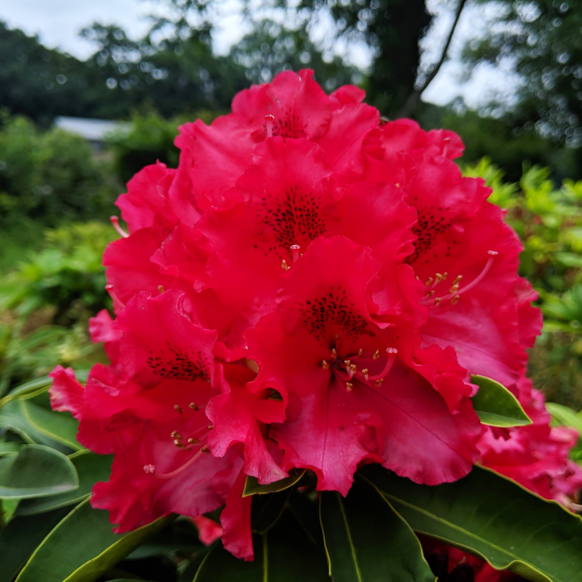 Rododendron ´kluis sensation´