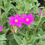 122798_cistus.jpg