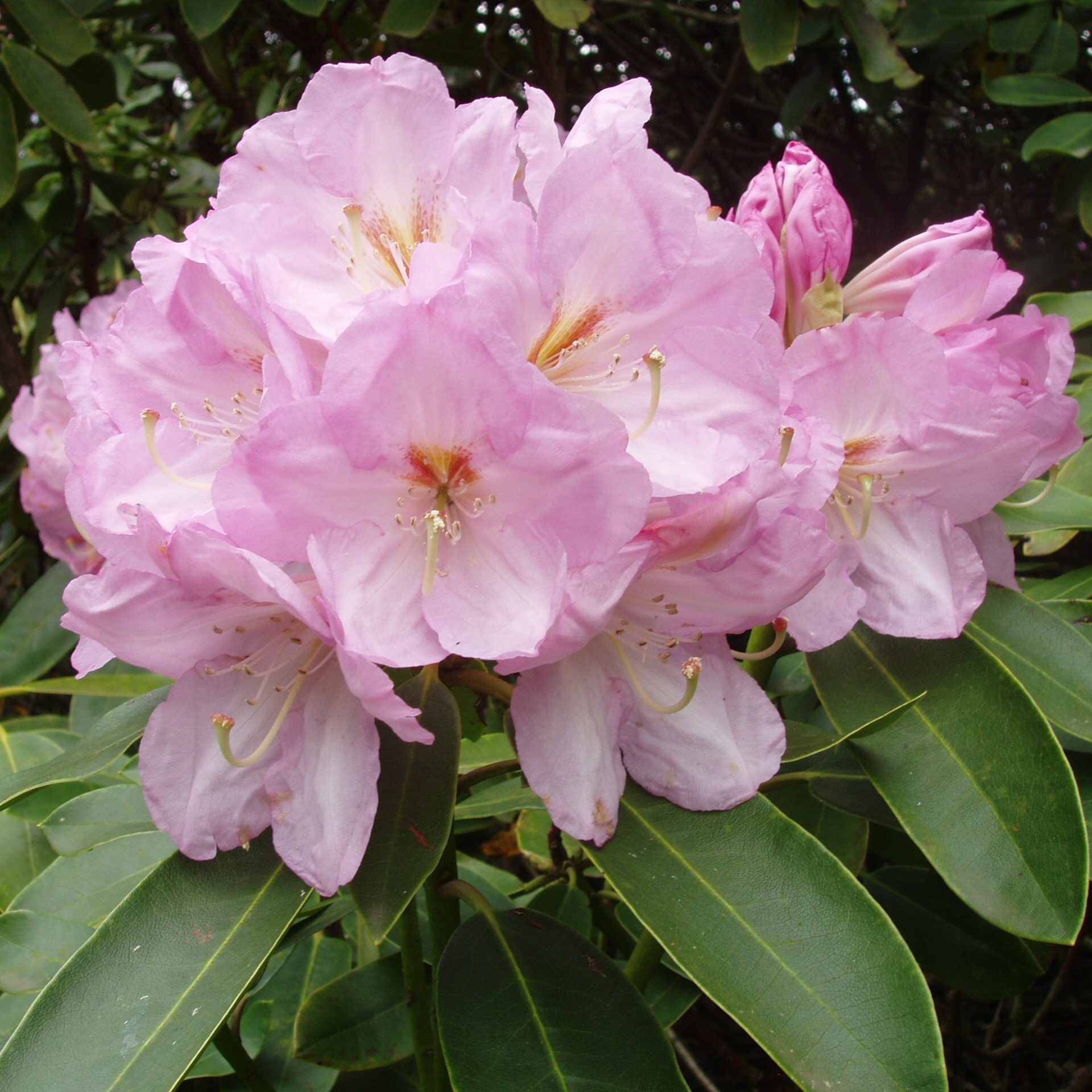 Rododendron ´lavender girl´