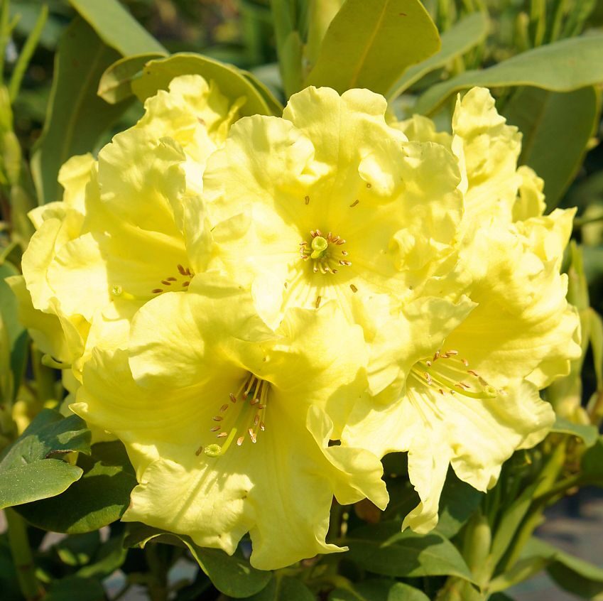 Rododendron wardii