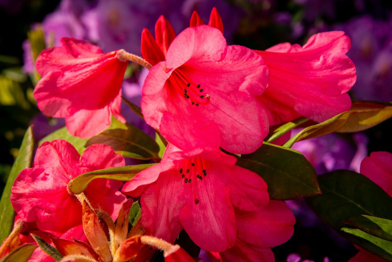 Rododendron ´hurvínek´