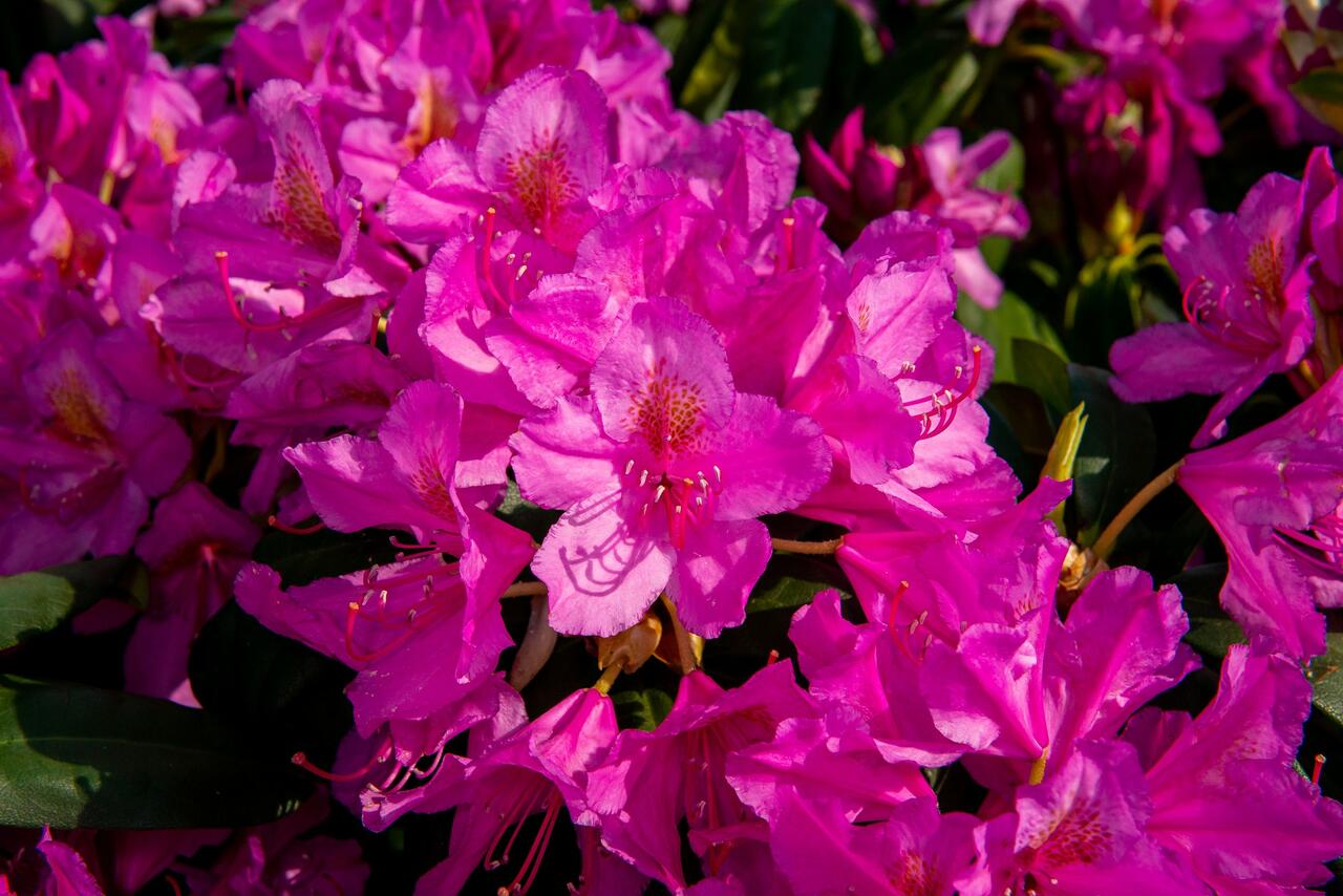 Rododendron ´delta´