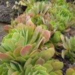1280px-Aeonium_palmense_-_Jardín_Botánico_Canario
