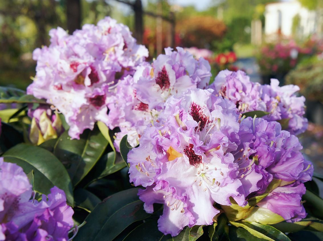 Rododendron ´blue peter´