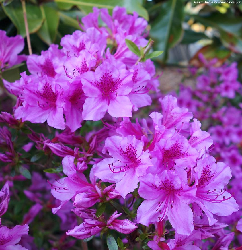 Rododendron ´blue danube´