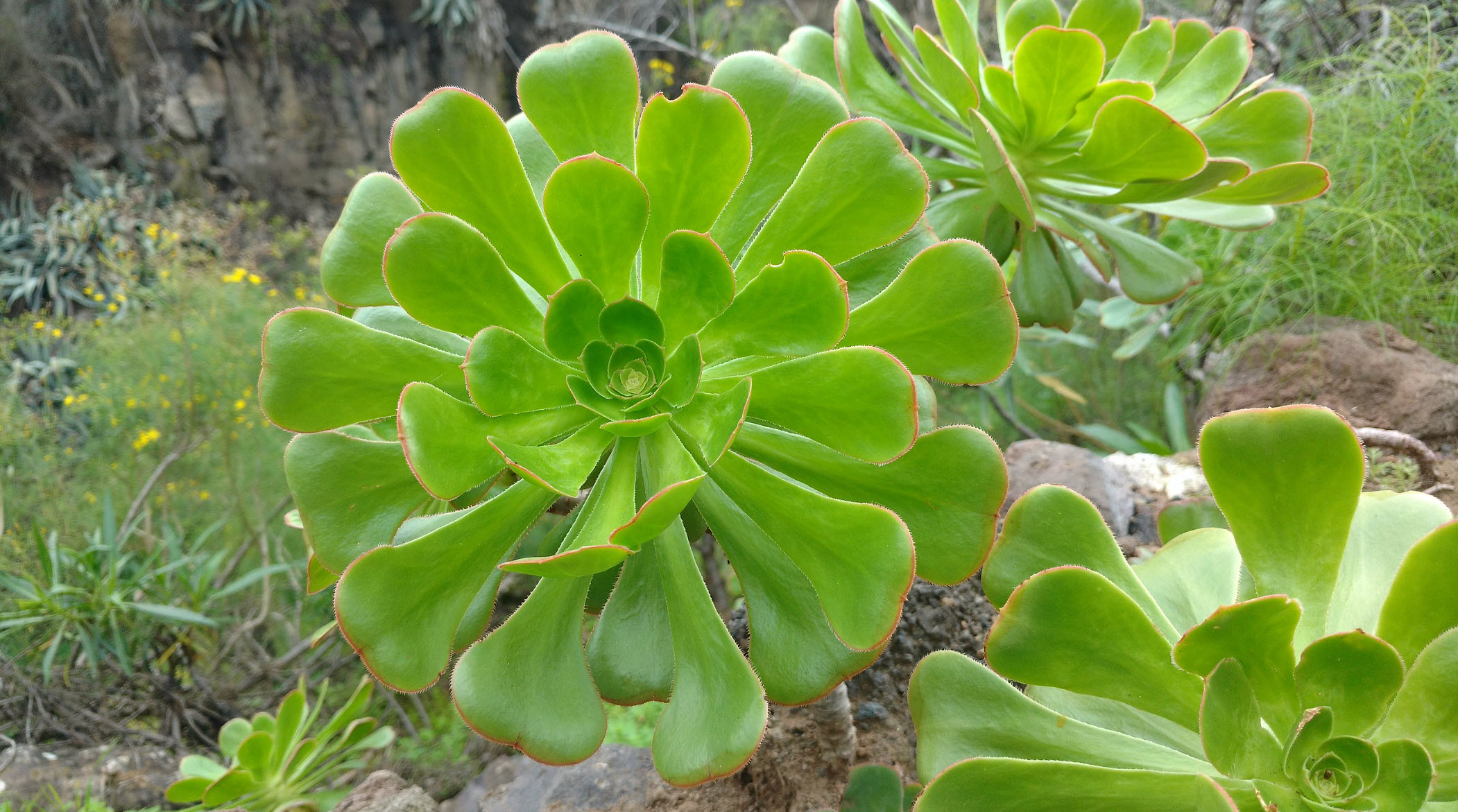 Aeonium kanárské