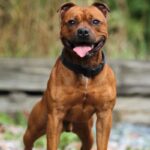 Stafordšírský bulteriér 1495140837