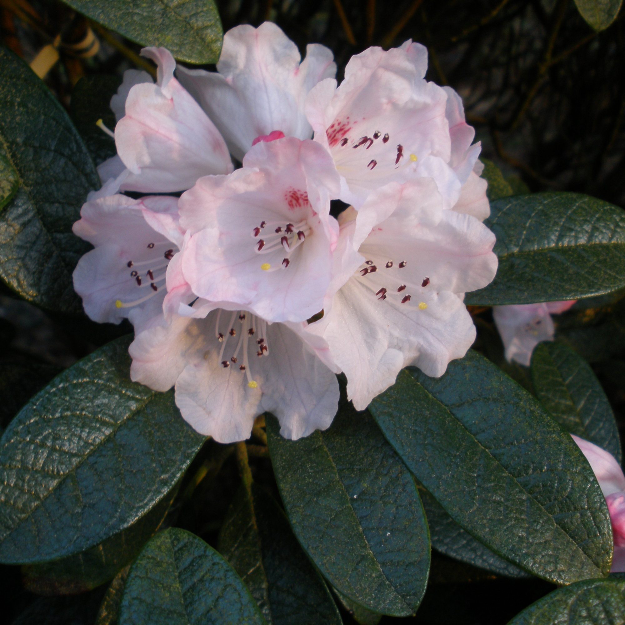 Rododendron wiltonii