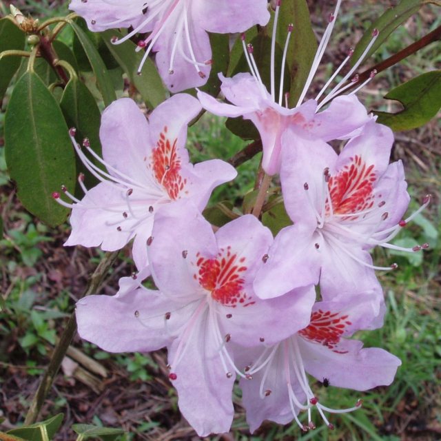 Rododendron yunnanense