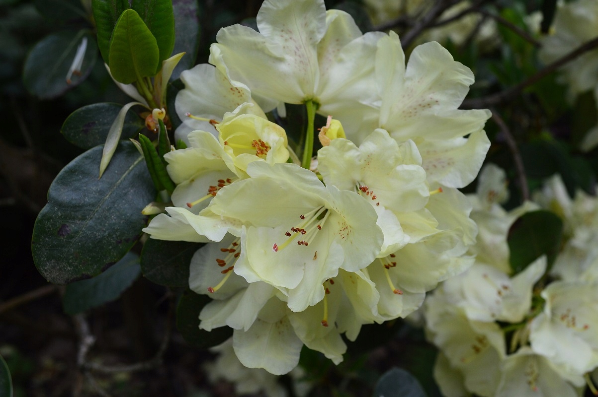 Rododendron ´goldfort´