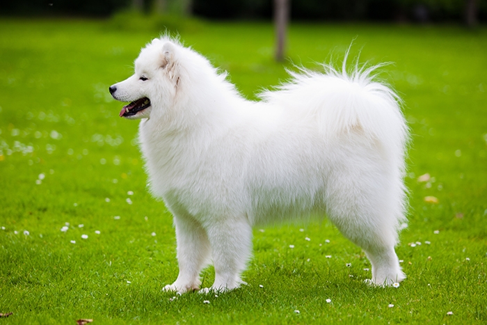 Samojed