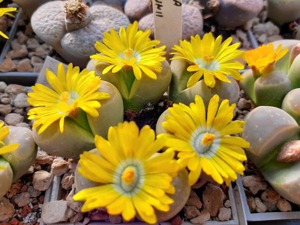 Lithops olivacea