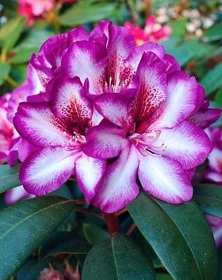 Rododendron ´holger´