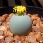 1_Conophytum_calculus_-_RSA_3