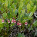 20090714_104923_ried-morel
