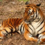 2012_Suedchinesischer_Tiger