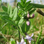 20160702Vicia_sepium3