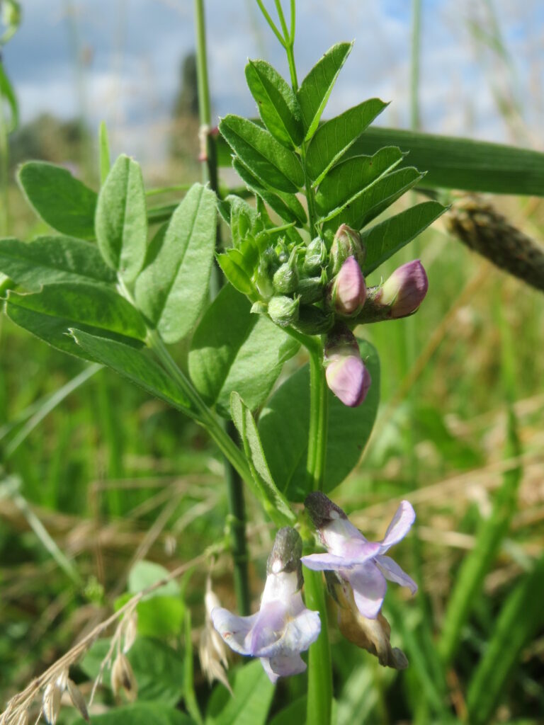 20160702Vicia_sepium3