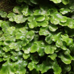 Conocephalum conicum