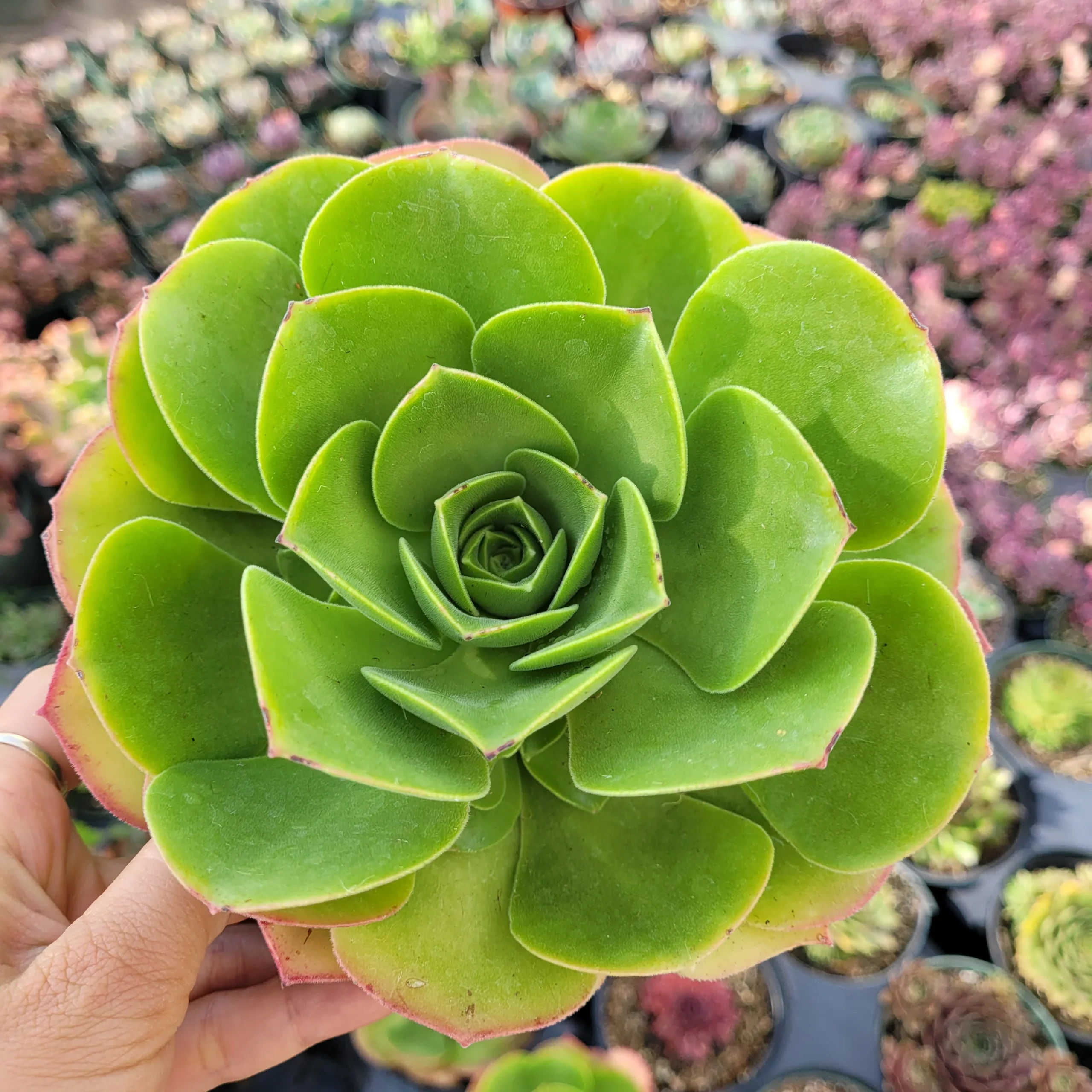 Aeonium městské