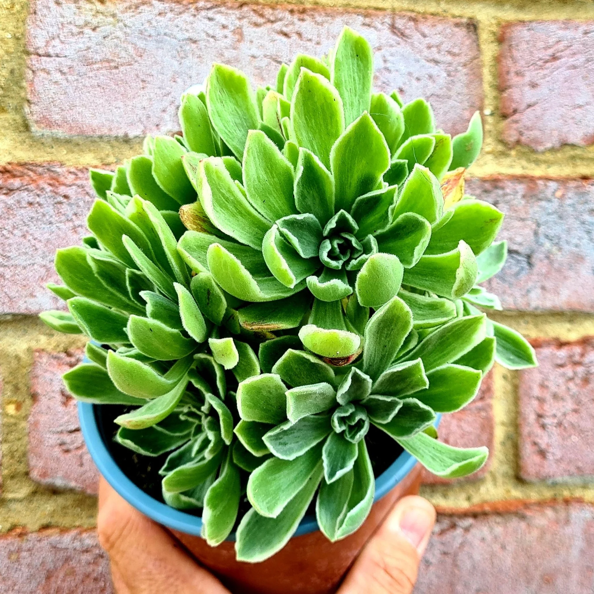 Aeonium goochové