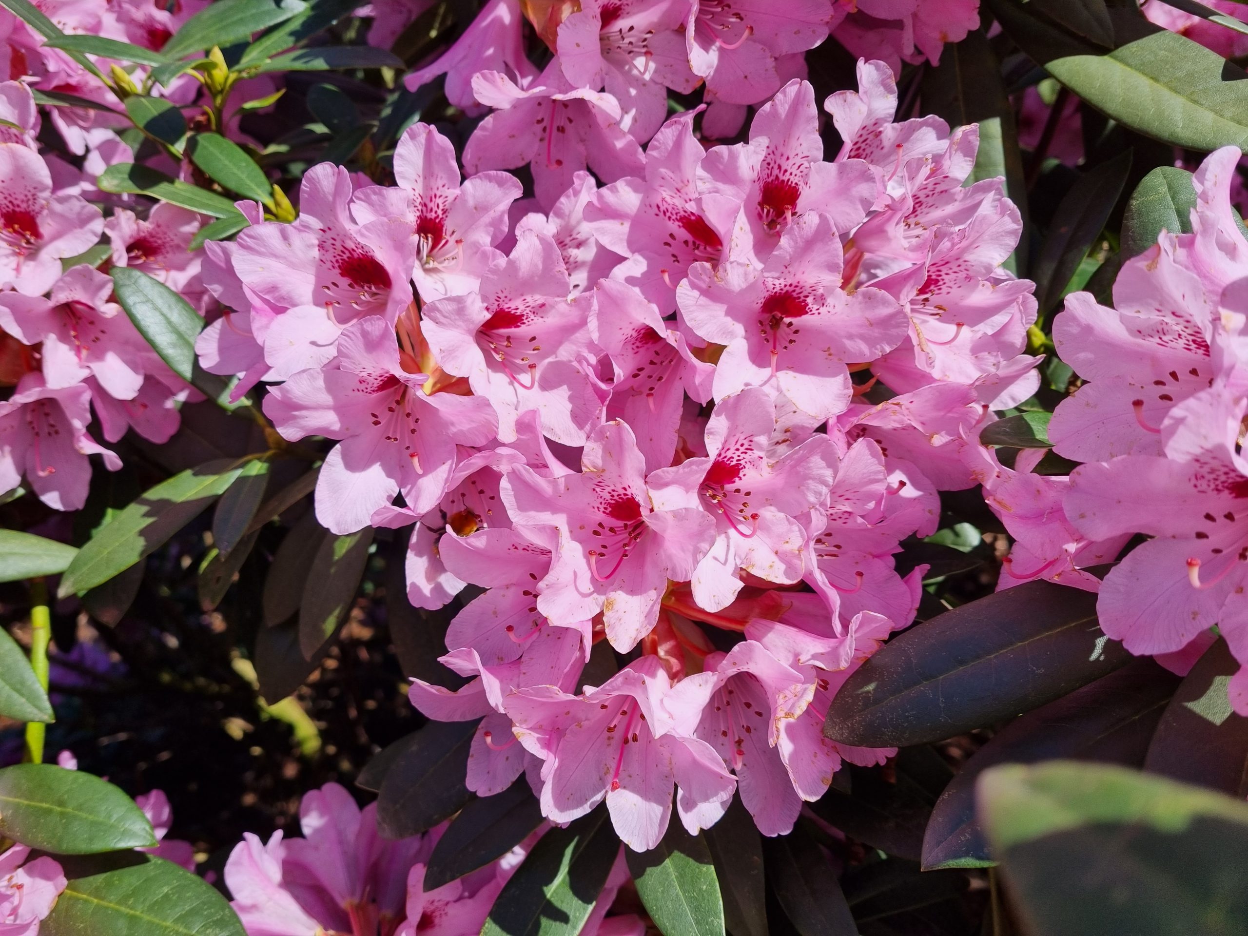Rododendron ´bremen´