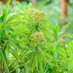 2048×1365-Euphorbia-mellifera-LI2101276-9463587