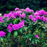 2048×1365-Invasive-garden-plants-GettyImages-474900535-d151bd0