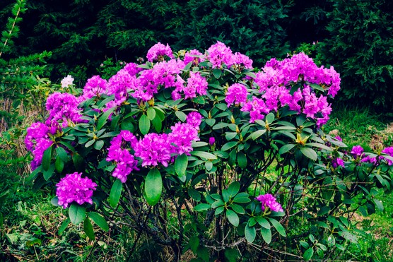 Rododendron ponticum
