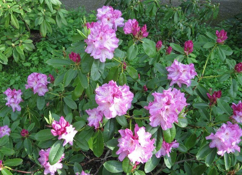 Rododendron ´arnošt silva tarouca´