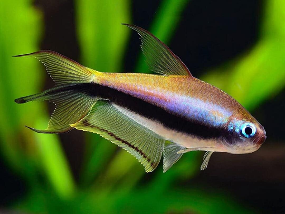 Tetra císařská